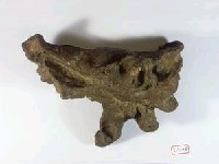 老虎顱骨化石藏品圖，第2張